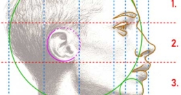Gesicht (Profil) Proportionen